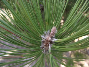 Pine tips