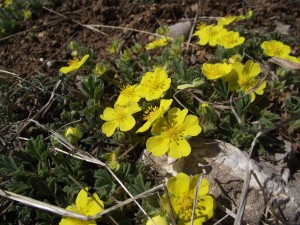 Tribulus terrestris L.