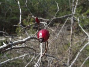 Rose hip.