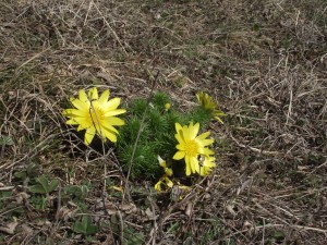 Yellow Adonis