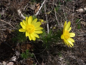 Adonis, yellow.