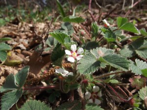 Wild strawberry