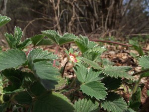 Wild strawberry