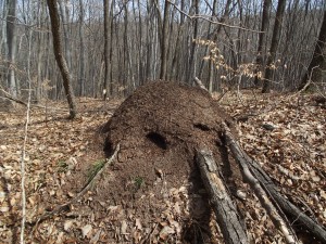 Ant mound