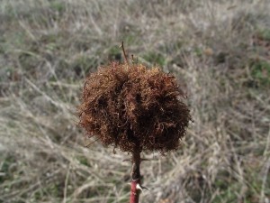 Rose hip tumor