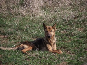 Old dog resting in the grass