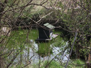 Dog house in a pond?