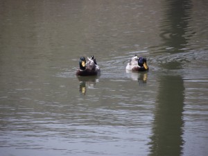 Ducks in a pond.