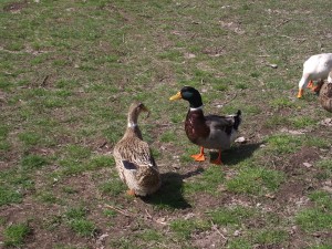 Ducks in a pond.