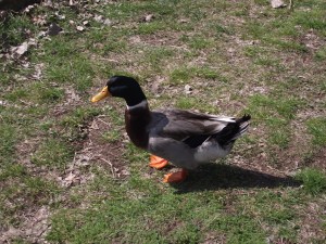 Ducks in a pond.