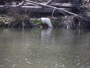 Ducks in a pond.