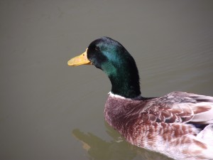 Ducks in a pond.