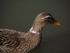 Ducks in a pond.