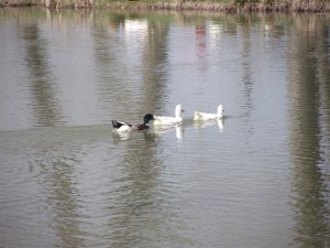 Ducks in a pond.