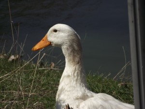 Ducks in a pond.