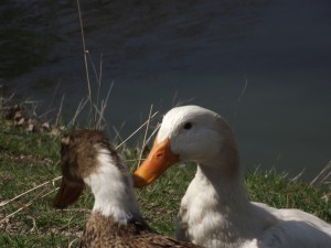 Ducks in a pond.