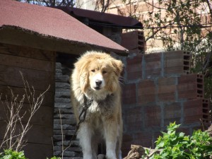 Curious dog