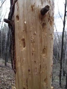 Woodpecker's favorite tree