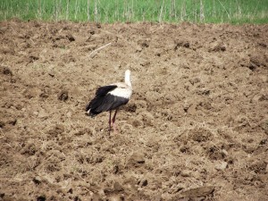 Stork in field