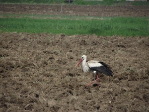 Stork in field