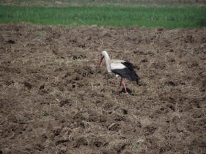 Stork in field