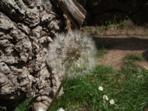 Dandelion