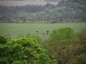 Meadow with cows