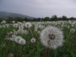 Dandelion