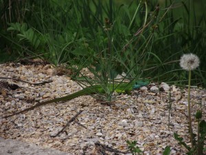 Green lizard