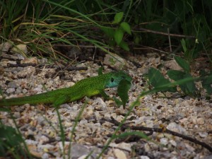 Green lizard