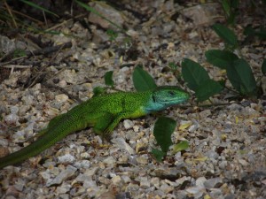 Green lizard