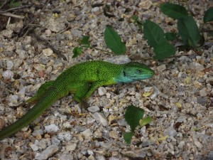 Green lizard