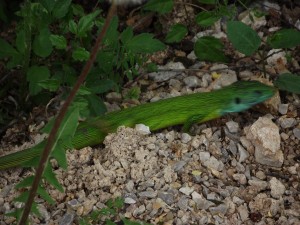 Green lizard