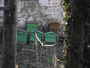 Bee hives